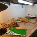 Spací pytel pro gekony a hlodavce s polštářem - zelený