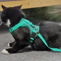 Pet Vest Harness + Traction Rope Set Reflexní Psa a Kočka Hrudní Popruh, Velikost: XL (Modrá)