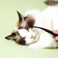 Kartáč na oči pro psy a kočky - Pet Eye Cleaning Tear Stain Brush (černý)