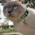 Pet Webbing Fruit Cat Collar With Fruit Accessories Bell - Avokádo, 1x28 cm