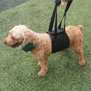 HCPET F1905 Asistentský popruh pro postižené psy, S (černý)