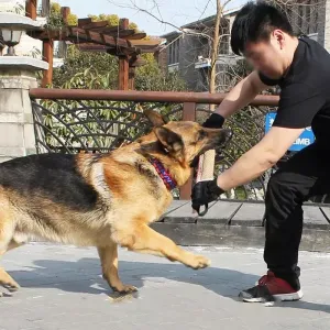 Pomůcka pro školení psů - konopná kousací tyč