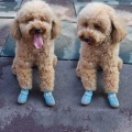 HCPET A1703 Neposuvné, odolné boty pro psy, velikost 5 (prodyšná červená)