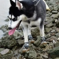 HCPET Psí Boty 4 ks - Prodyšné Šedé (Velikost No.8, 7.5cm)