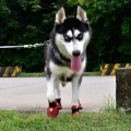 HCPET Nesažené, odolné proti opotřebení, prodyšné boty pro psy - Velikost 3 (Černá)