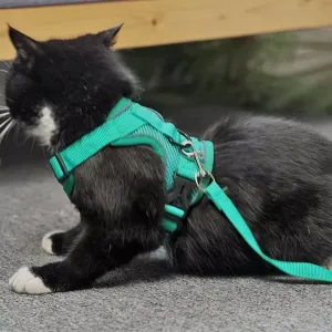 Reflexní sada vodítka a hrudního popruhu pro psy a kočky, vel. XL (Šedá)