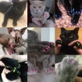 20 ks silikonové měkké ochrany na drápky pro kočky, velikost M (bílé)